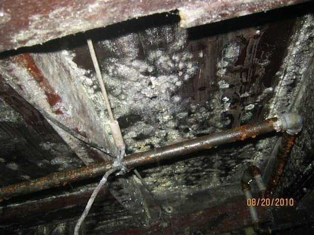 mold and water damage resources