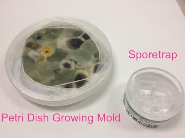 Mold Testing is a Bad Idea? How to decide if you should test.