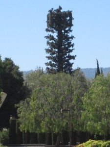 Cell Tower Tree at College Campus