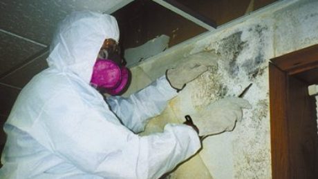 Mold Clean Up - When to Call in Professional Remediators
