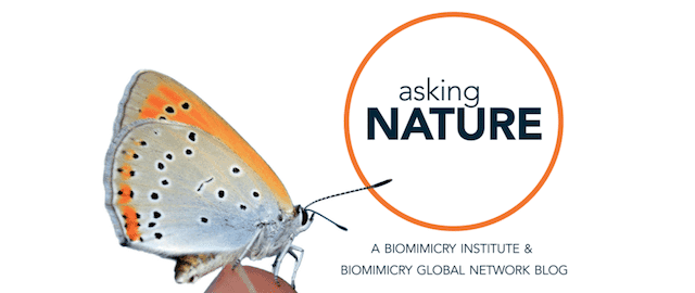 The Science of Biomimicry_Ask Nature logo