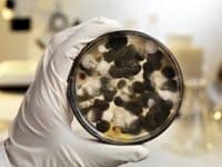 Mold Inspections: Testing Benefits