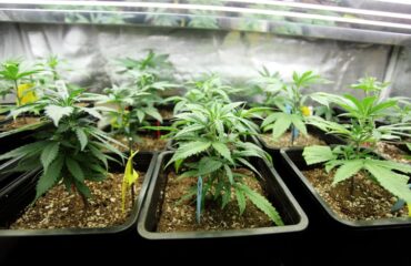 How to Clean Up a Weed Grow Operation