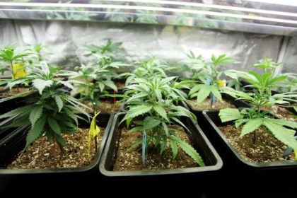 How to Clean Up a Weed Grow Operation