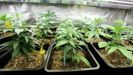 How to Clean Up a Weed Grow Operation